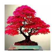 Ata Tohumculuk 5 Adet Bodur Bonsai Japon Red Maple Ağacı Bonzai Tohumu