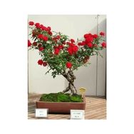 Ata Tohumculuk 5 Adet Bodur Bonsai Kırmızı Gül Ağacı Tohumu