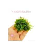 Atakan Petshop Mini Christmas Moss Cup Canlı Bitki