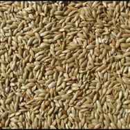 Badem Akvaryum 5 kg Aspur Sade Açık Kanarya Yemi