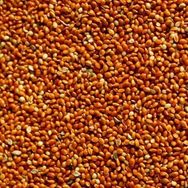 Badem Akvaryum 500 gr Dökme Kızıl Darı Kuş Yemi