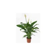 Barış Çiçeği - Spathiphyllum