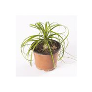 Beaucarnea Recurvata Nolina Fil Ayağı Bitkisi