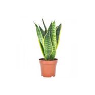 Berceste 40 cm Paşa Kılıcı Çiçeği