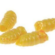 Berkley Powerbait Maggot Sarı Sahte Kurt