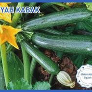 Biogen 10 gr 1 Paket Siyah Kabak Tohumu