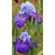 Bitki Dünyam Cornflower 2 Adet Iris Süsen Germenica Çiçek Soğanı