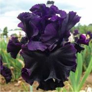 Bitki Dünyam Siyah 2 Adet Iris Germenica Çiçek Soğanı