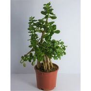 Bitkim Sende 10 Yaş Bonsai Crassula Ovata Para Bereket Ağacı
