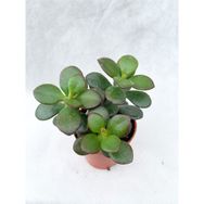 Bitkim Sende 5.5 cm Saksıda Crassula Ovata Sukulent Para Ağacı