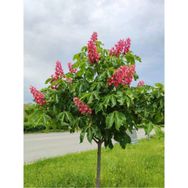 Bitkim Sende Pembe Çiçekli 30x60 cm 10 Adet Dış Mekan Oya Ağacı Fidanı