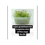 Black Mountian Aquatic Akvaryum Bitkisi 1 Paket Canlı Lepistes Otu (375Cc Kapta)
