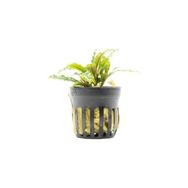 Bucephalandra Velvet Saksı Canlı Bitki