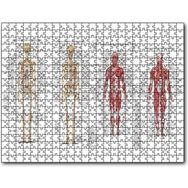 Caka Tablo İskelet Kas Sistemi Çizimi ve Isimlendirmesi Görseli 255 Parça Puzzle