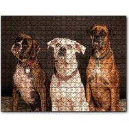 Cakapuzzle 3 Sevimli Boxer 1000 Parça Puzzle
