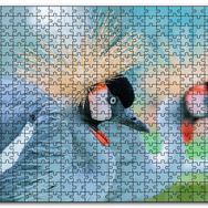 Cakapuzzle Açık Mavi Renkli Tepeli Turna Görseli Mdf 255 Parça Puzzle