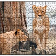 Cakapuzzle Afrika Savanında Dişi Aslan Görseli Mdf 120 Parça Puzzle
