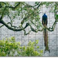 Cakapuzzle Ağaç Dalındaki Hint Tavuskuşu Mdf 255 Parça Puzzle