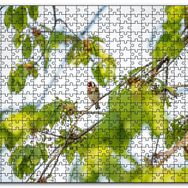 Cakapuzzle Ağacın Dalları Arasındaki Kırmızı Yüzlü Kuş Mdf 1000 Parça Puzzle
