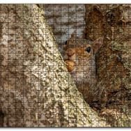 Cakapuzzle Ağacın Dalları Arasındaki Sincap Mdf 1000 Parça Puzzle