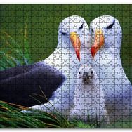 Cakapuzzle Albatross Kuşu Ailesi Mdf 1000 Parça Puzzle