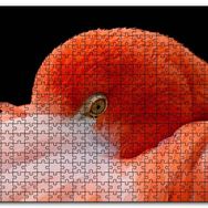 Cakapuzzle Amerikan Flamingosu Siyah Arkaplan Mdf 120 Parça Puzzle