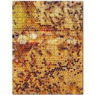 Cakapuzzle Arı Peteği Görseli Mdf 255 Parça Puzzle