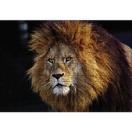 Cakapuzzle Aslan Kral 120 Parça Ahşap Puzzle
