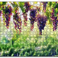 Cakapuzzle Asma Üzümü Kırmızı Üzüm Görseli Mdf 500 Parça Puzzle