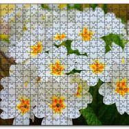 Cakapuzzle Bayaz Çuha Çiçeği Görseli Mdf 255 Parça Puzzle