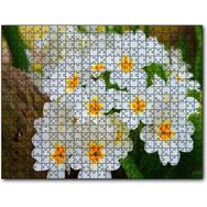 Cakapuzzle Bayaz Çuha Çiçeği Görseli Mdf 500 Parça Puzzle