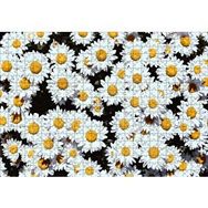 Cakapuzzle Bembeyaz Papatyalar Mdf 500 Parça Puzzle