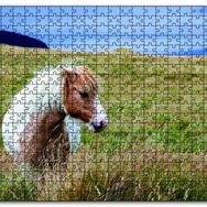 Cakapuzzle Beyaz Yeleli Midilli Ahşap 255 Parça Puzzle