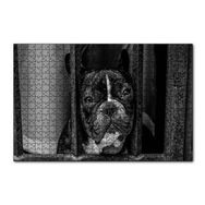 Cakapuzzle Buldog Köpek Irkı Parmaklıklar Ardında Görseli Mdf 120 Parça Puzzle