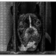 Cakapuzzle Buldog Köpek Irkı Parmaklıklar Ardında Görseli Mdf 255 Parça Puzzle