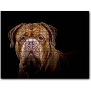 Cakapuzzle Bulldog Yakın Çekim Karanlık Arkaplan Mdf 255 Parça Puzzle