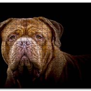 Cakapuzzle Bulldog Yakın Çekim Karanlık Arkaplan Mdf 500 Parça Puzzle