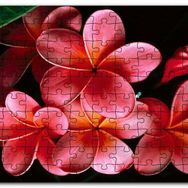 Cakapuzzle Büyük Kırmızı Yapraklı Plumeria Çiçeği Mdf 255 Parça Puzzle