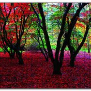 Cakapuzzle Büyülü Sonbahar Ormanı Ahşap 255 Parça Puzzle