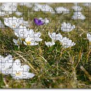 Cakapuzzle Çayırda Beyaz Çiğdem Çiçekleri Mdf 255 Parça Puzzle