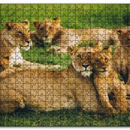 Cakapuzzle Çayırda Dişi Aslanlar ve Yavruları Mdf 1000 Parça Puzzle