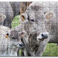 Cakapuzzle Çayırda Gri İnekler ve Sevimli Buzağı Mdf 255 Parça Puzzle