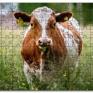 Cakapuzzle Çayırda Kahverengi Beyaz İnek Mdf 255 Parça Puzzle