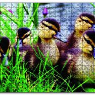 Cakapuzzle Çayırda Ördek Yavruları Mdf 1000 Parça Puzzle