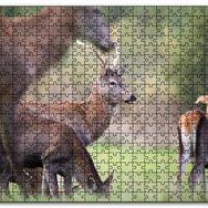 Cakapuzzle Çayırda Otlayan Geyikler Mdf 500 Parça Puzzle
