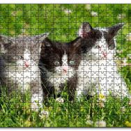 Cakapuzzle Çayırda Üç Yavru Kedi Mdf 1000 Parça Puzzle