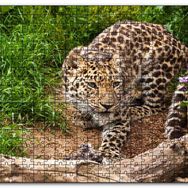 Cakapuzzle Çayırdaki Leopar Pusuda Mdf 500 Parça Puzzle