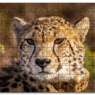 Cakapuzzle Çita Yakın Çekim Flu Savana Arkaplan Mdf 120 Parça Puzzle