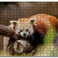Cakapuzzle Dalda Dinlenen Kızıl Panda Mdf 255 Parça Puzzle