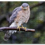 Cakapuzzle Dalda Etrafı Kolaçan Eden Doğan Mdf 500 Parça Puzzle